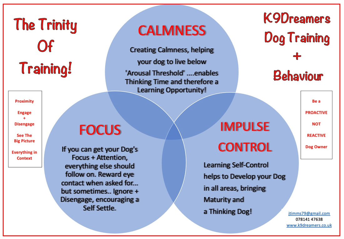 how to get and keep a dog focus on you